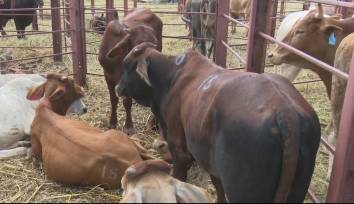 Farmers demand prioritised command livestock