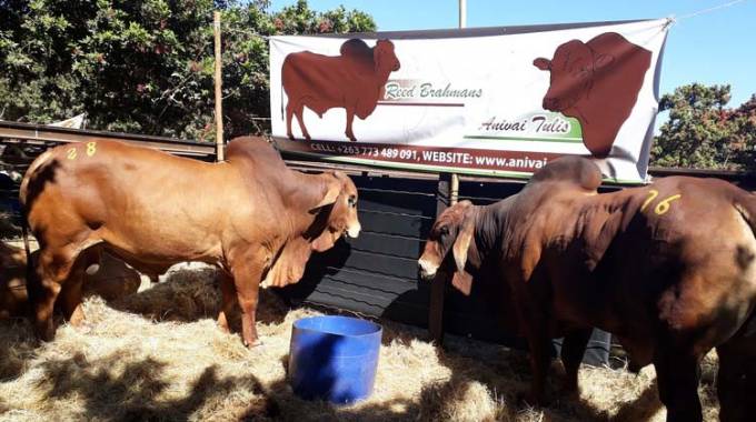 Bull sold for $24,000 at livestock auction