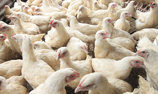 Zim, SA cull million plus chickens on avian flue