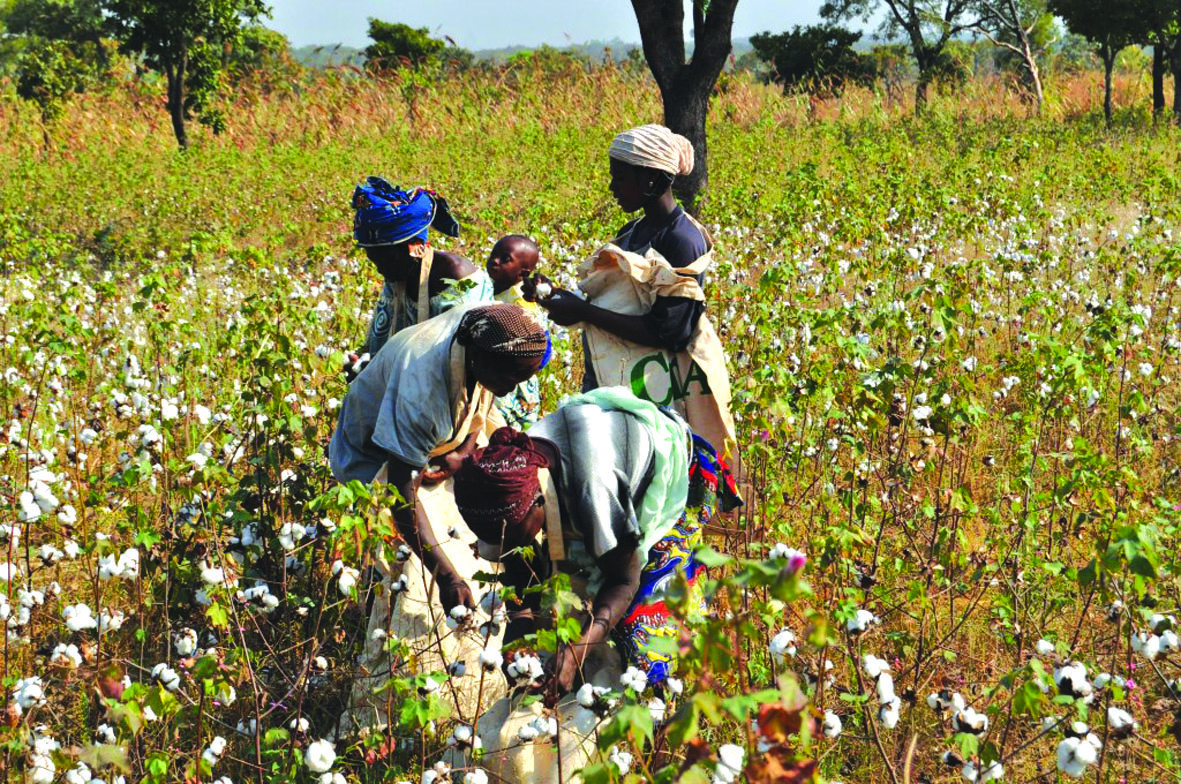 Cotton lint exports to grow by 50% in 2018