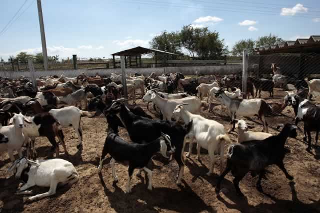 Beitbridge in goat value chain production