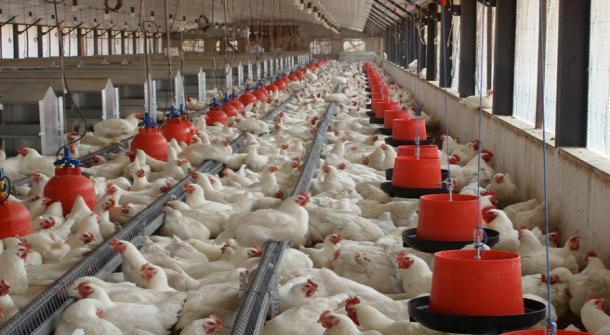 Zim poultry sector sends SOS to govt