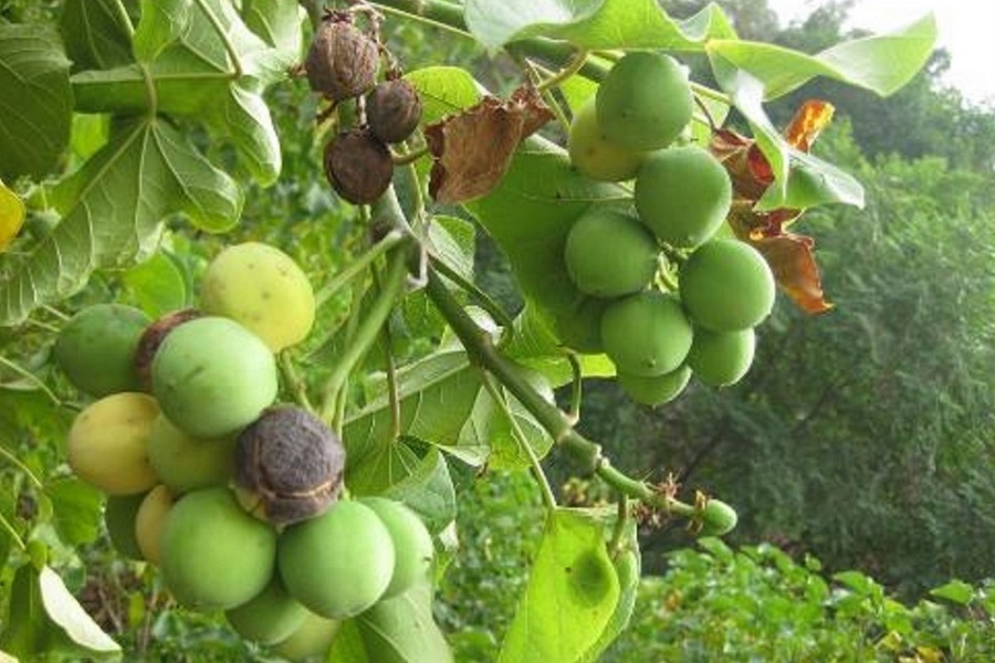 Jatropha plant set for rebirth