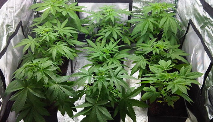 Canadian investors target 10 000ha for Zim cannabis/ mbanje farming
