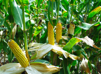 Zimbabwe targets 170,000ha for maize