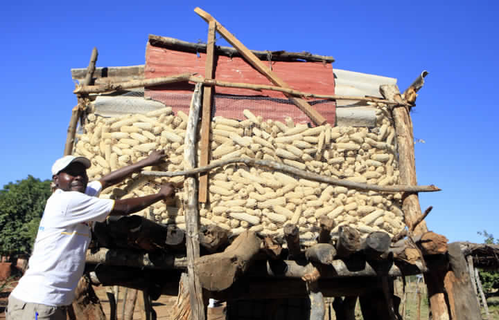 Zim farmers deliver grain to GMB