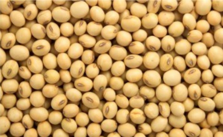 Zambia mulls Zimbabwe soya exports ban