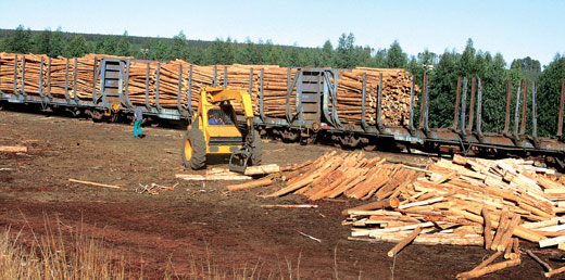 Zimbabwe Timber sales grow