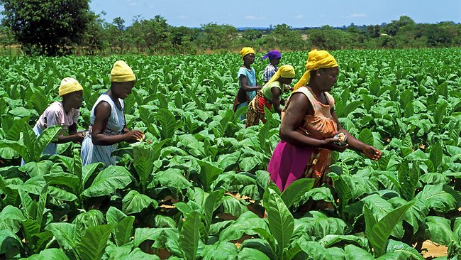 Tobacco exports decline in first quarter