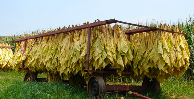 Virginia tobacco exports reach $184m