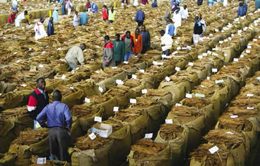 Zim tobacco output hit all-time high