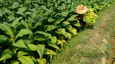 Tobacco exports surge