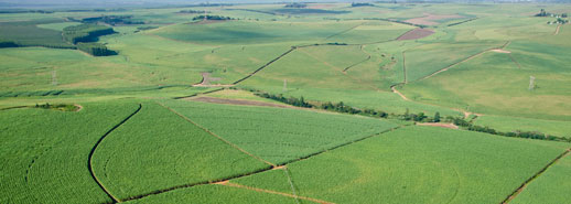 Zanu-PF orders Tongaat Hullet to surrender plantations