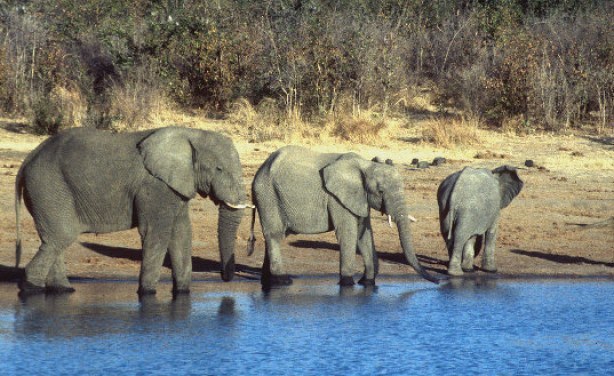 Increased regional trade contributed to Zim's tourist arrivals