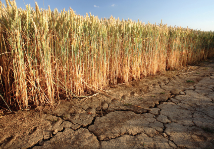Zim grain reserves adequate despite dryness