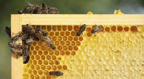 Zim beekeepers fail to supply export order