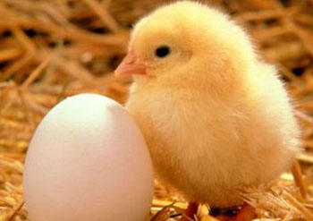 'Allow more firms to import hatching eggs'
