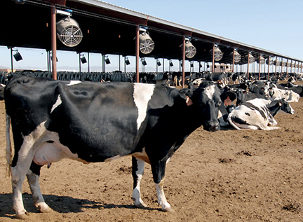 Zimbabwe milk production up