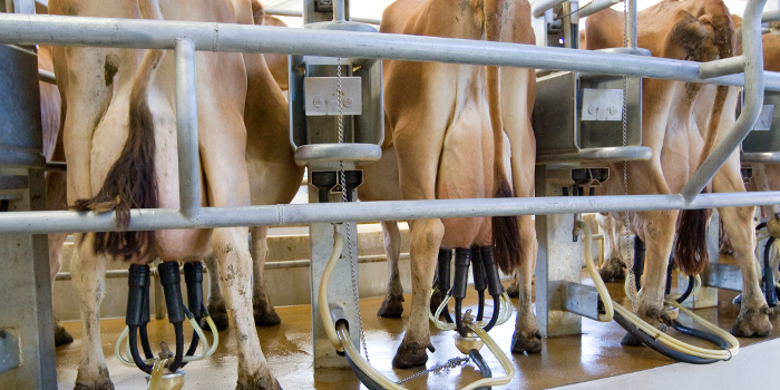 Milk production to double by 2022