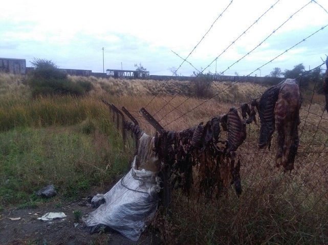 Dog meat peddlers resurface in Bulawayo