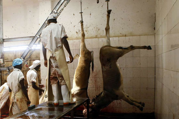 Donkey abattoir: An investment that never was