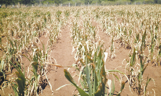 Wet spell brings relief to agric sector