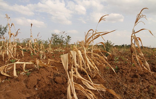 Crop situation gets dire