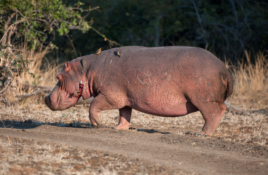 Binga anthrax outbreak under control