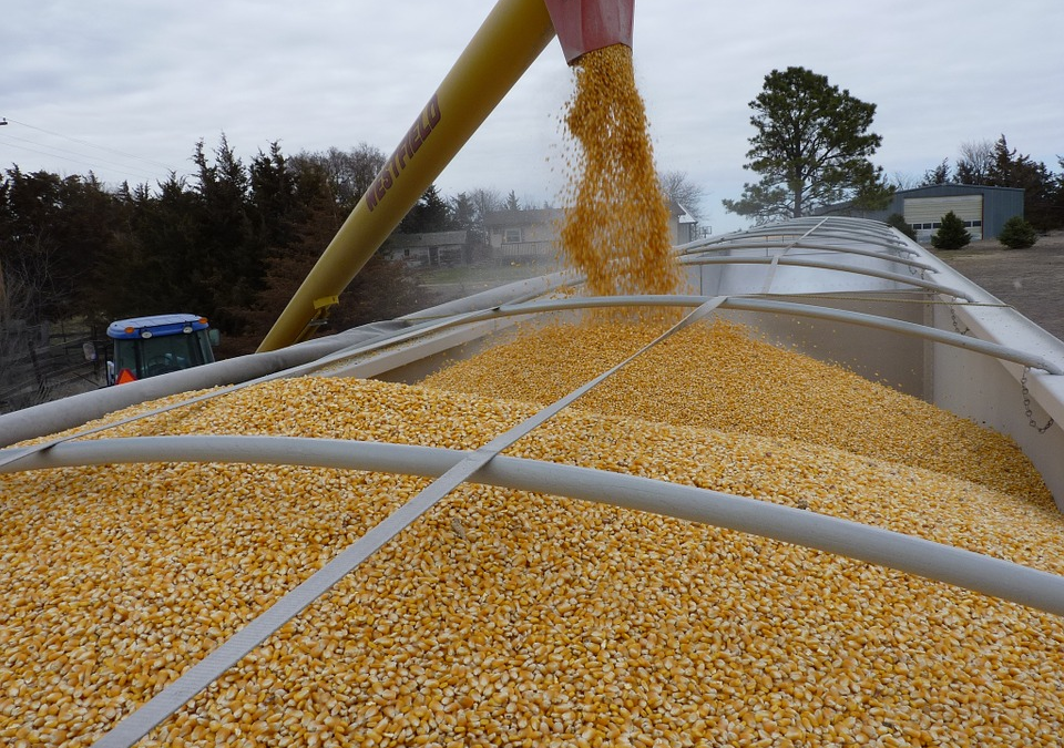 Zimbabwe's maize import ban not good for SA farmers
