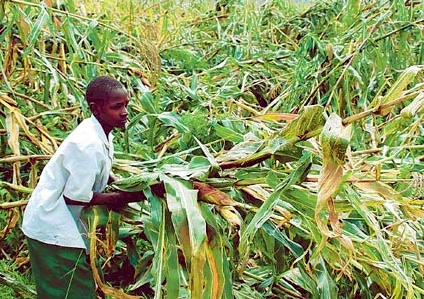 Less than 20 000 tonnes of maize delivered