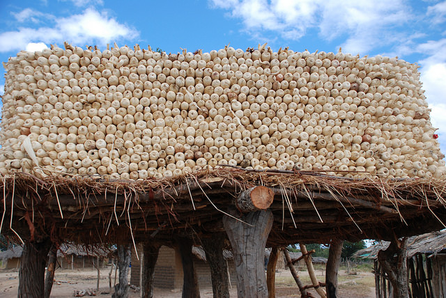 Zim faces maize output shortfall