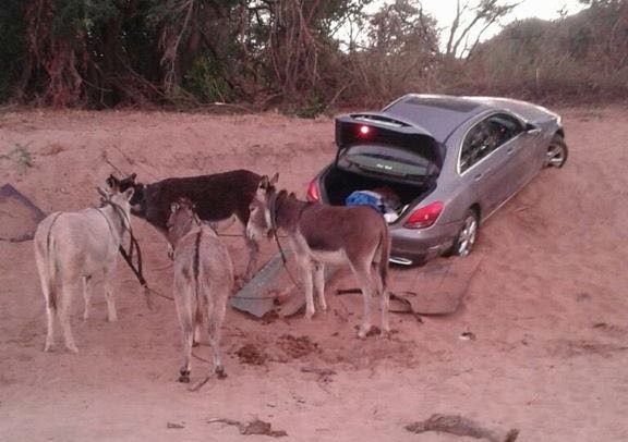 Donkeys used to smuggle cars into Zimbabwe
