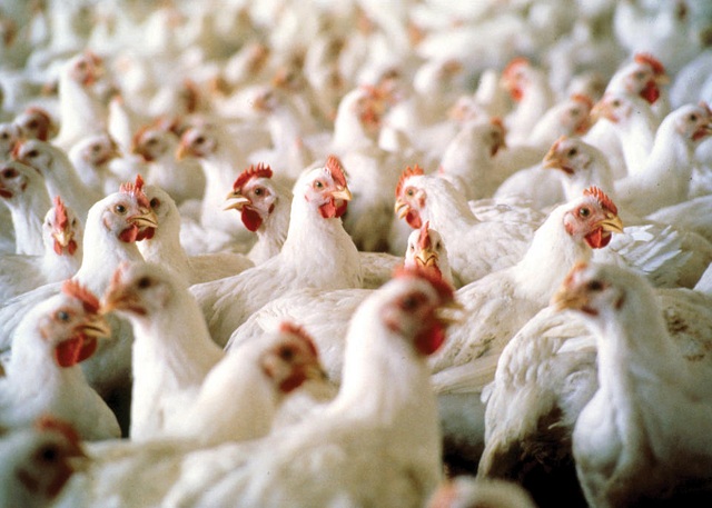 Poultry meat sector improves