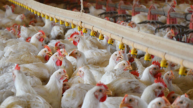 Command Poultry excites Chegutu farmers