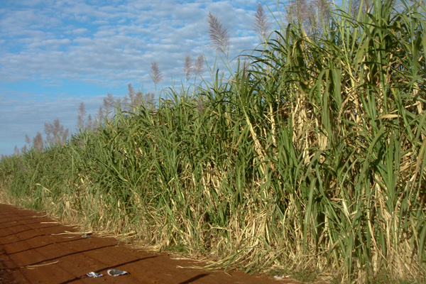 Sugar producer price falls 9%