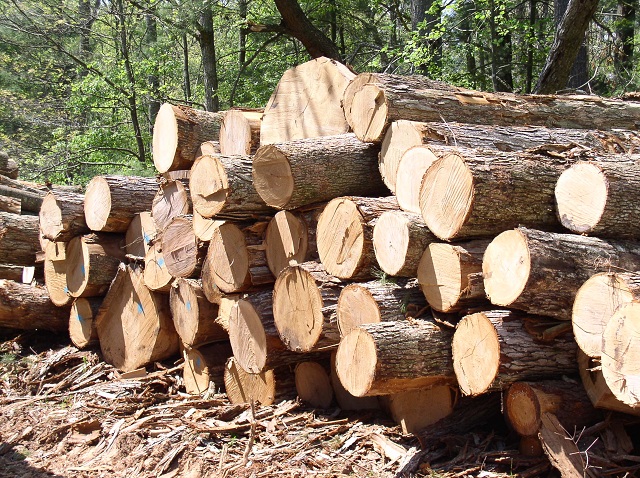 Timber exports to grow 19%