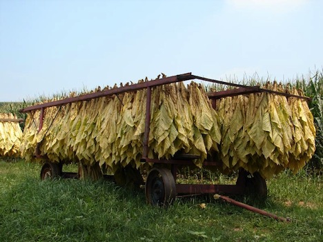 SA tops as Zimbabwe's biggest tobacco buyer