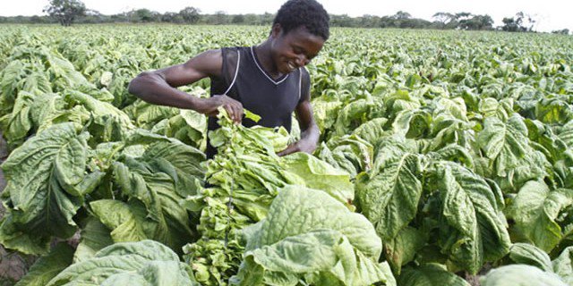 Tobacco hectarage declines 5.5%